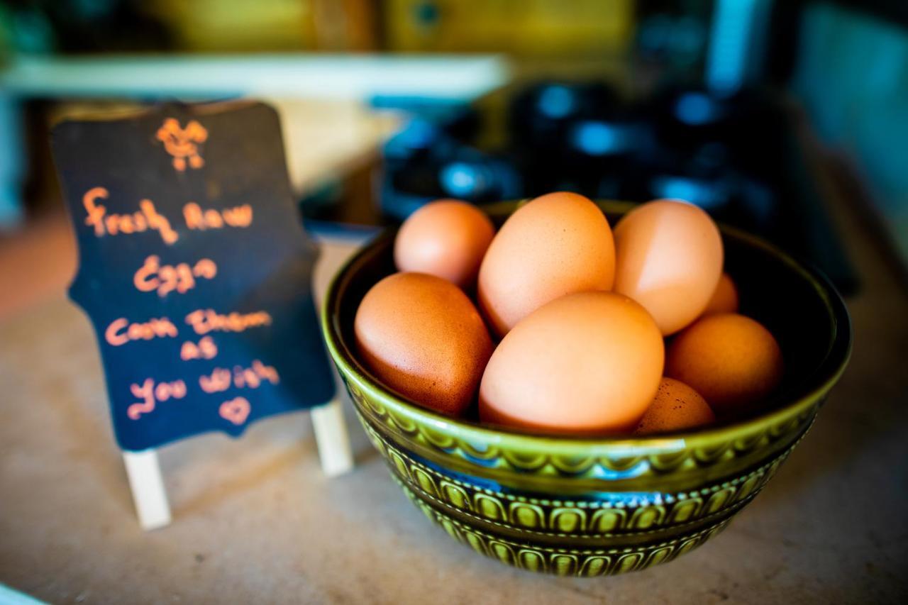 阿尔热祖尔 Quinta Alma - Ecological Retreat Farm酒店 外观 照片